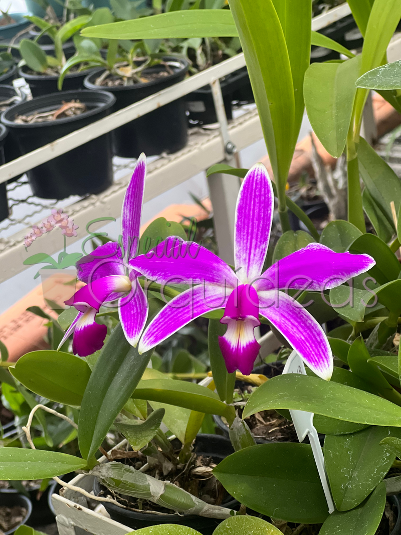 CATTLEYA VIOLACEA FLAMEA