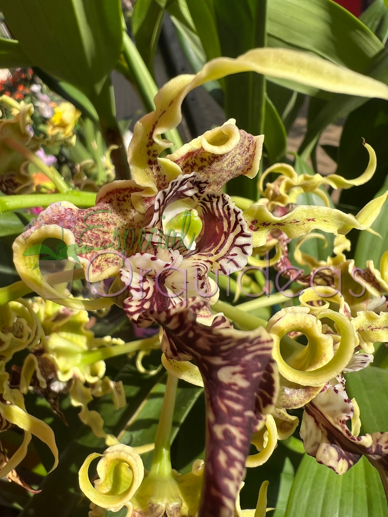 DENDROBIUM SPECTABILE