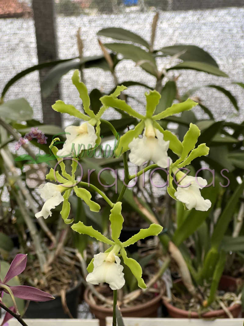 ENCYCLIA RANDII ALBA