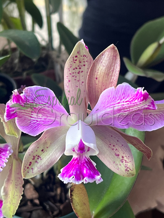 Cattleya shilleriana x C intermédia , lindo resultado floral