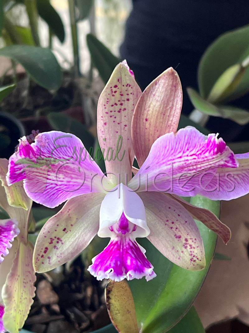 Cattleya shilleriana x C intermédia , lindo resultado floral