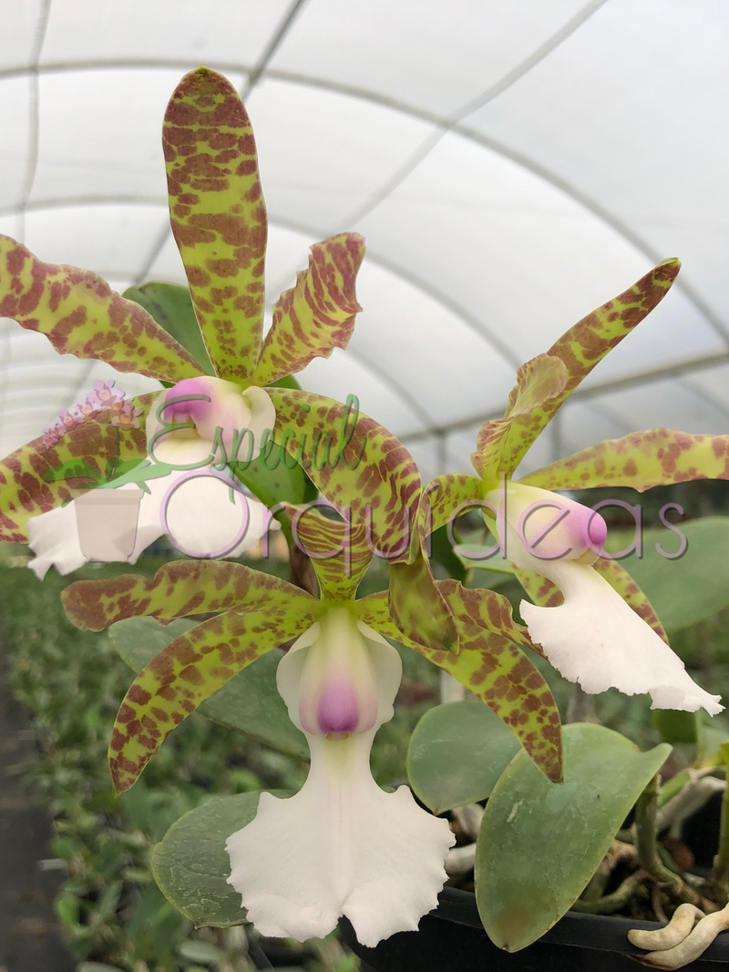 CATTLEYA ACLANDIAE ALBESCENS