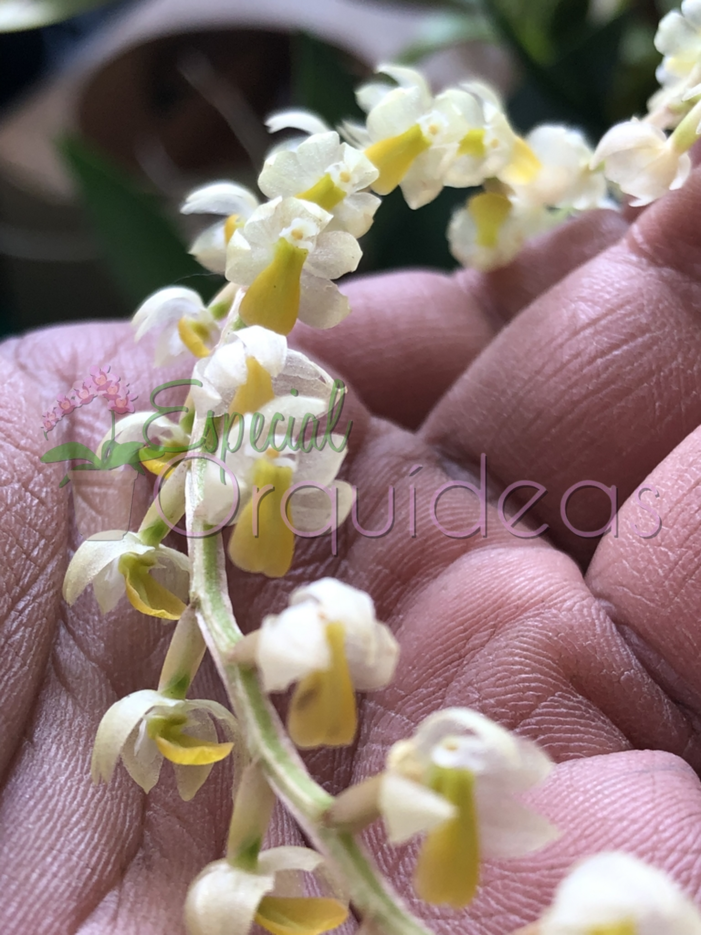 DENDROCHILUM COBBIANUM