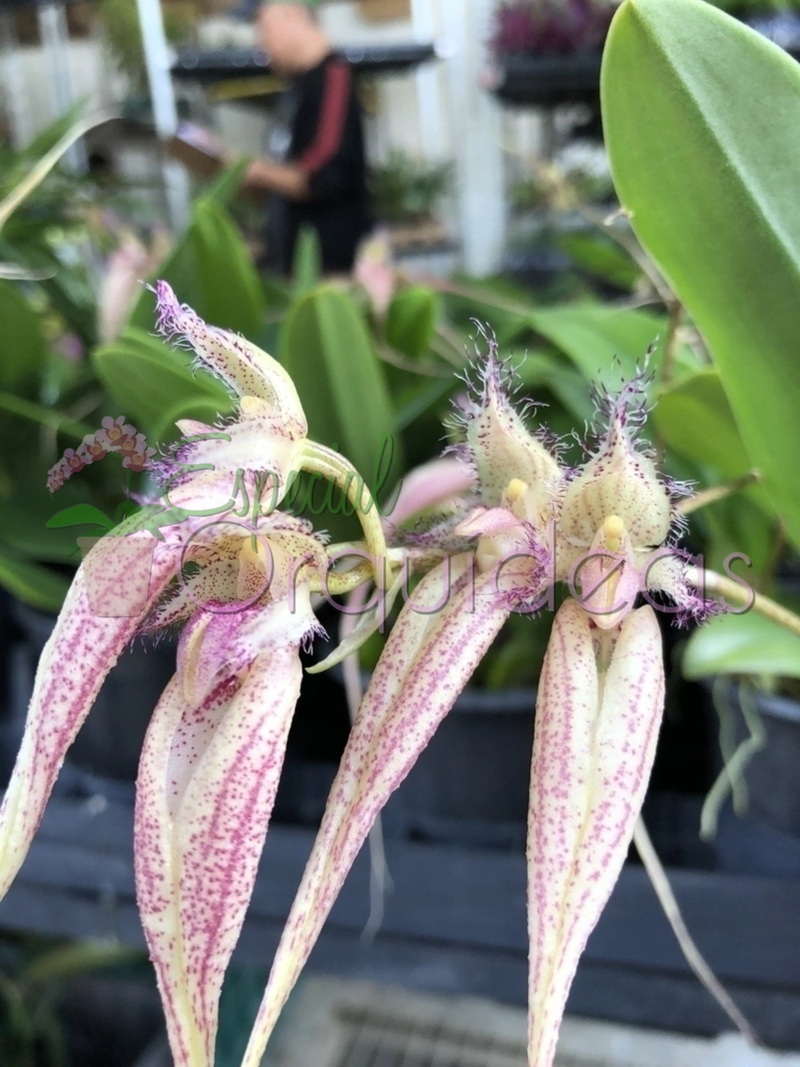 BULBOPHYLLUM SANGUINEOPUNCTATUM