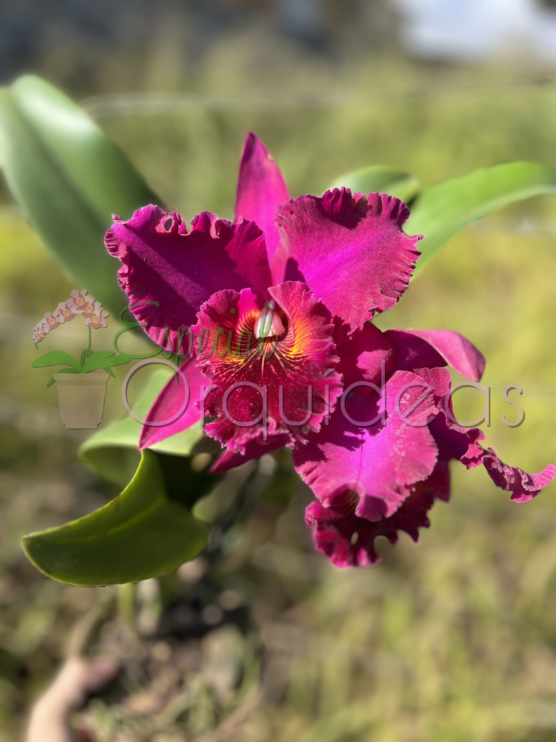 CATTLEYA CHIA LIN NEW CITY (ADULTA)