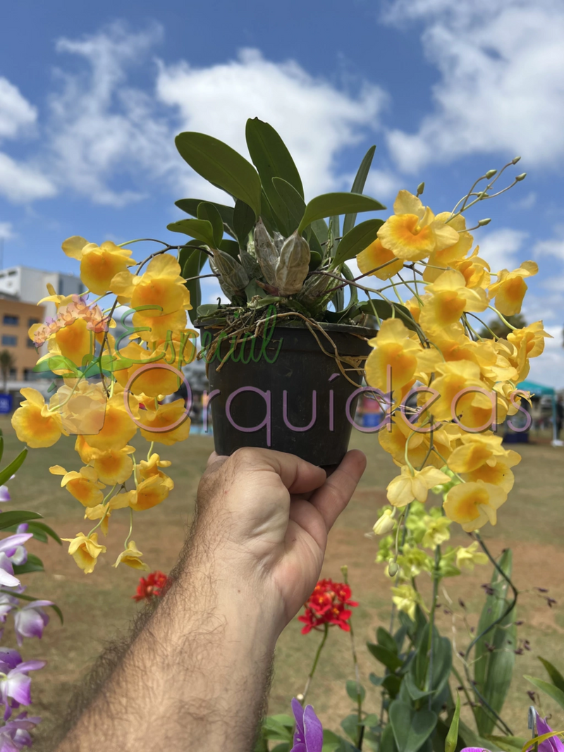 Dendrobium agregatum lindleyi espetáculo essa espécie