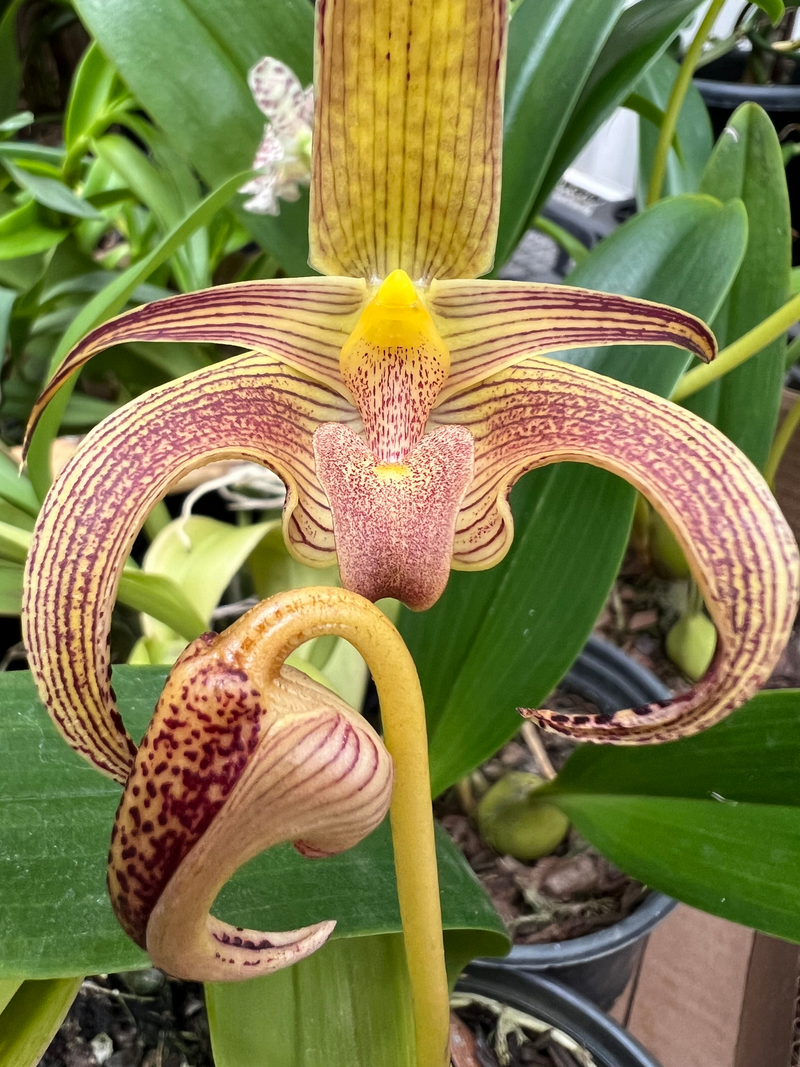 BULBOPHYLLUM LOBBY