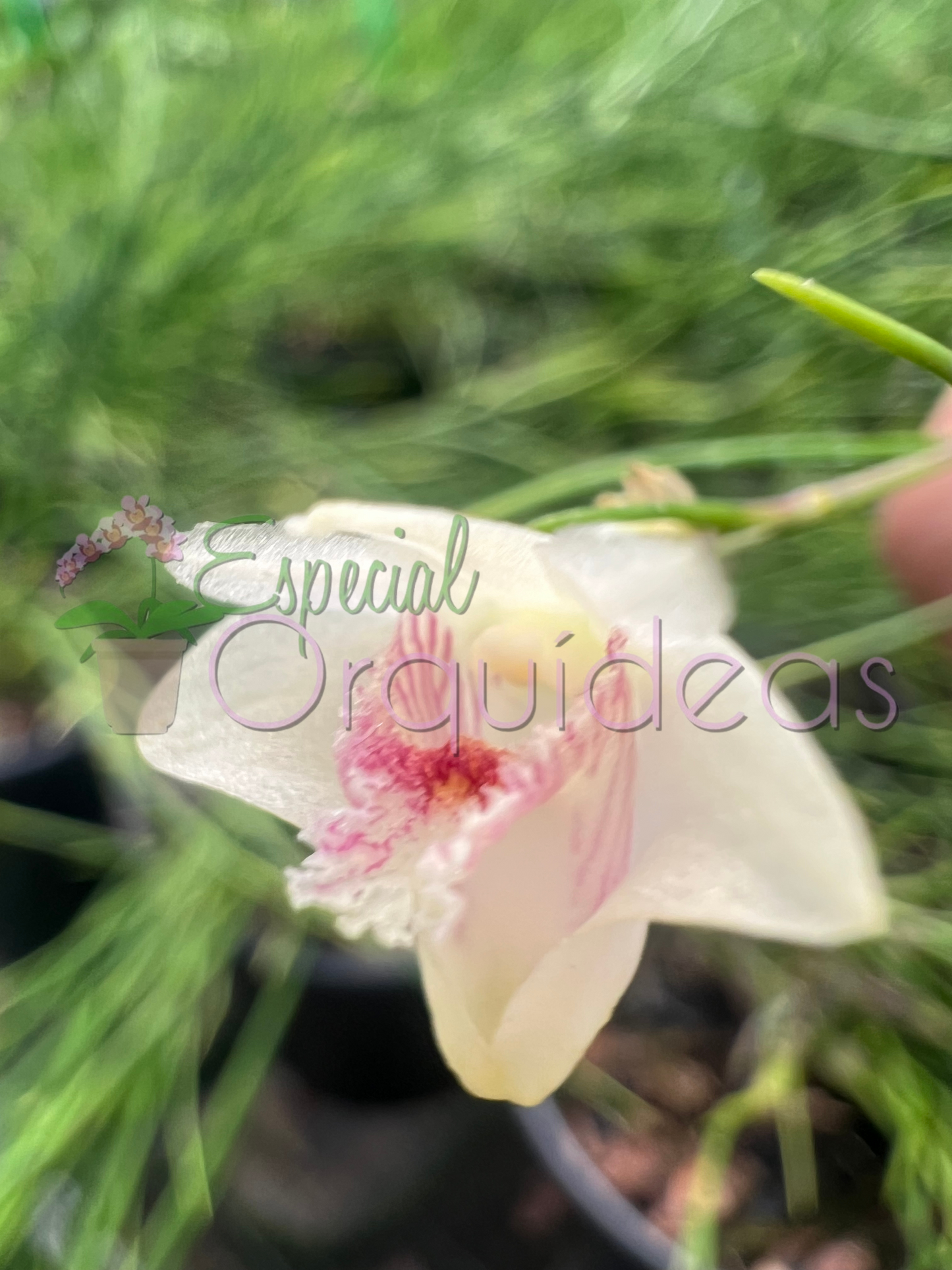 DENDROBIUM SECTION APORUM