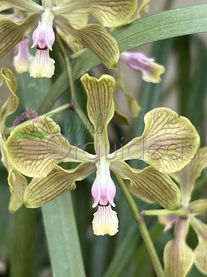 ENCYCLIA FOWLIEI