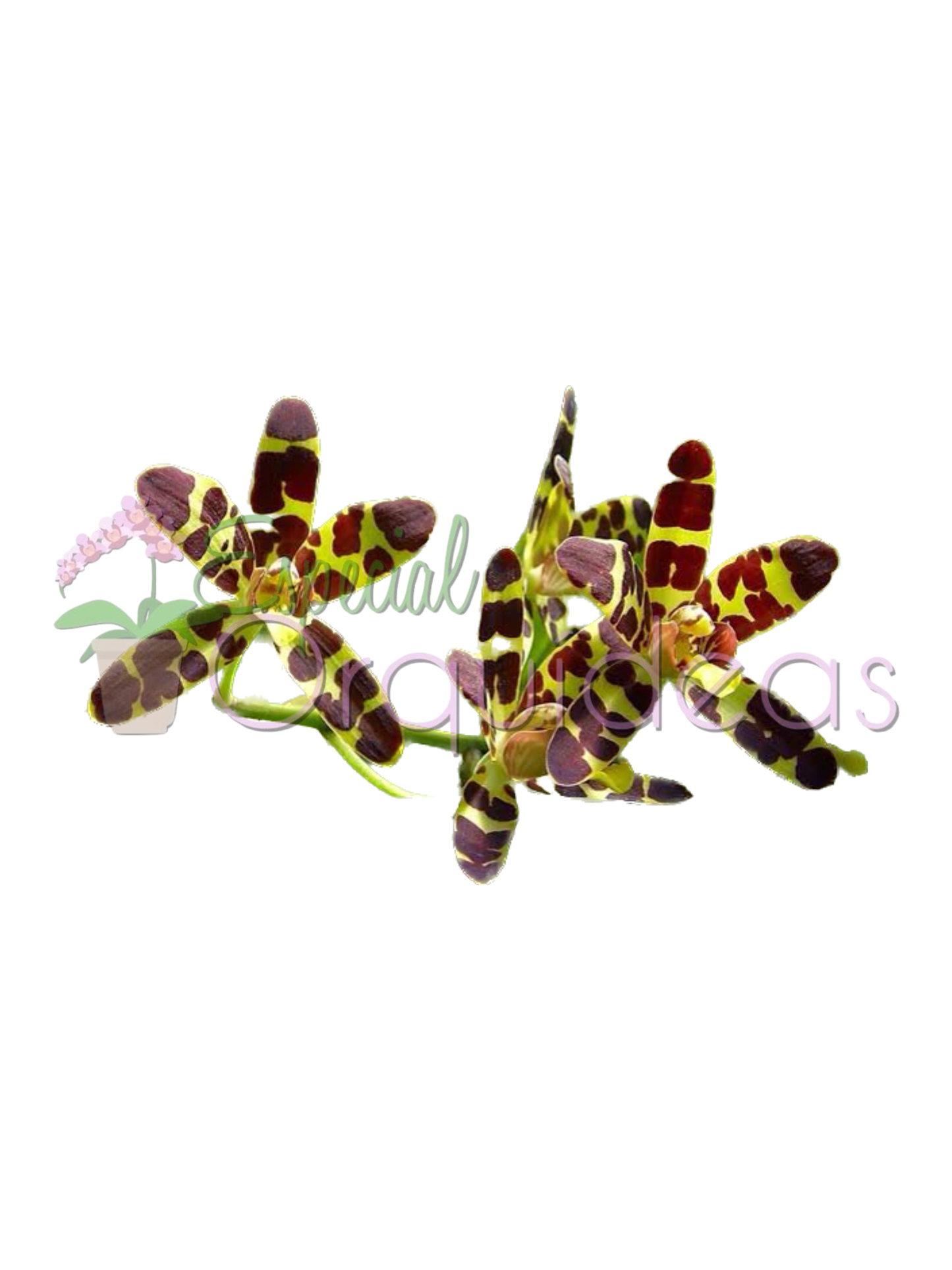 ANSELLIA AFRICANA TIPO