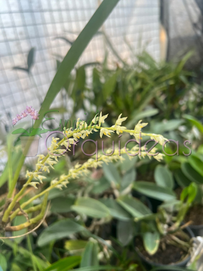 BULBOPHYLLUM GIBBOSUM