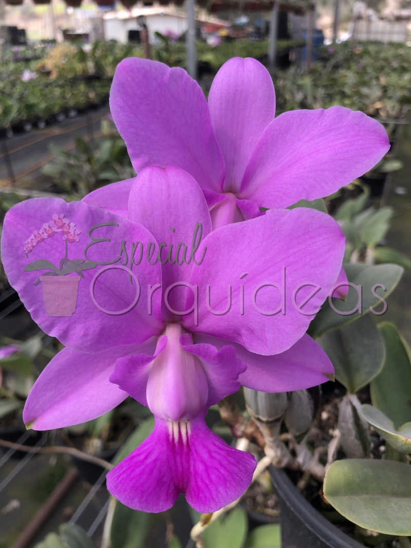 CATTLEYA WALKERIANA TIPO CRUZAMENTOS VARIADOS