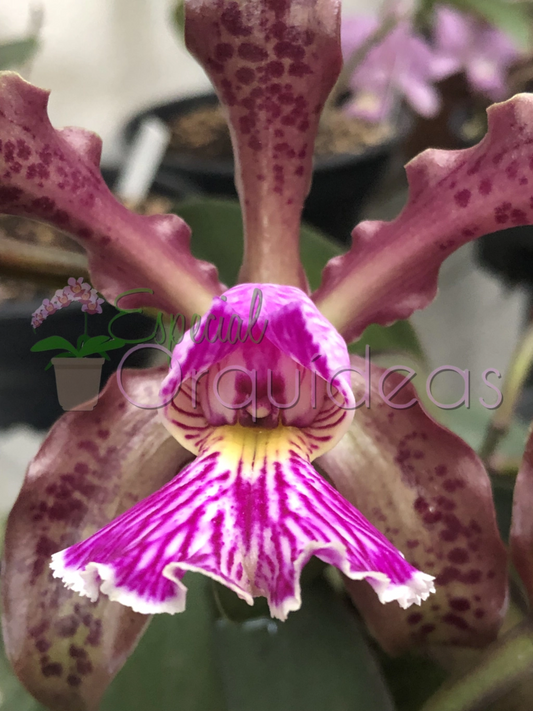 CATTLEYA SCHILLERIANA TIPO