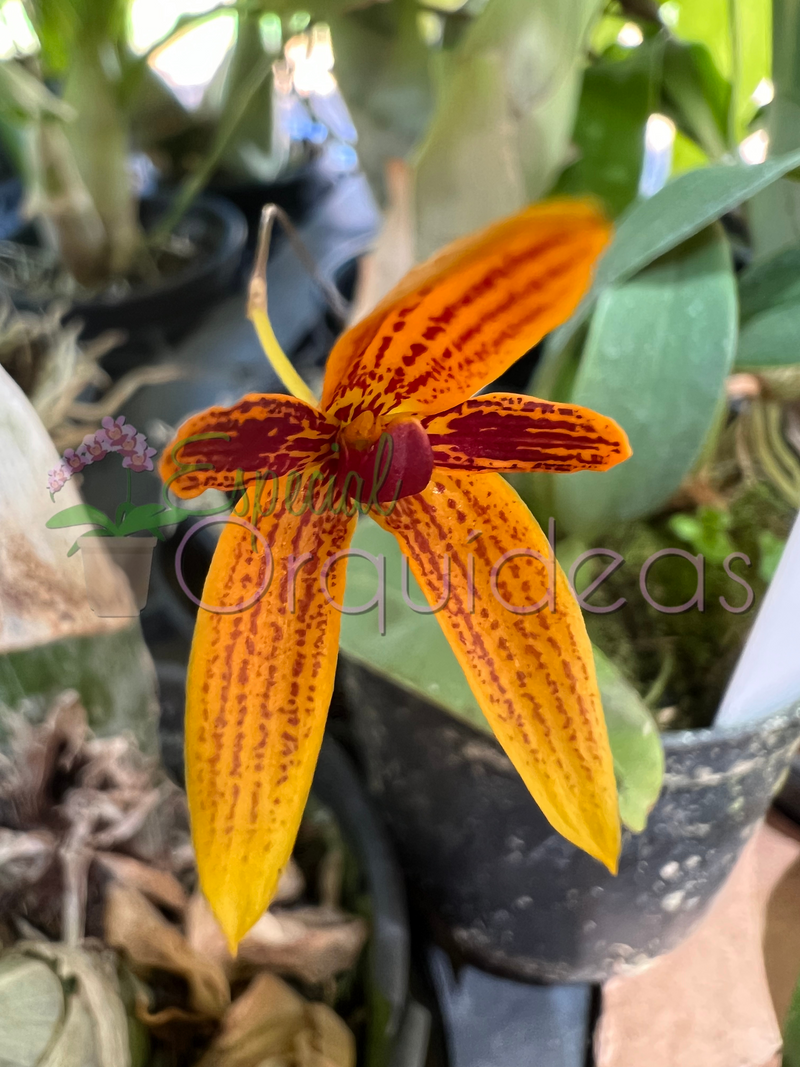 Bulbophyllum pardalotum (adulto)