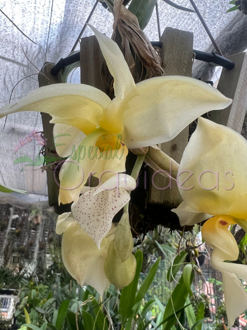 STANHOPEA GRAVEOLENS