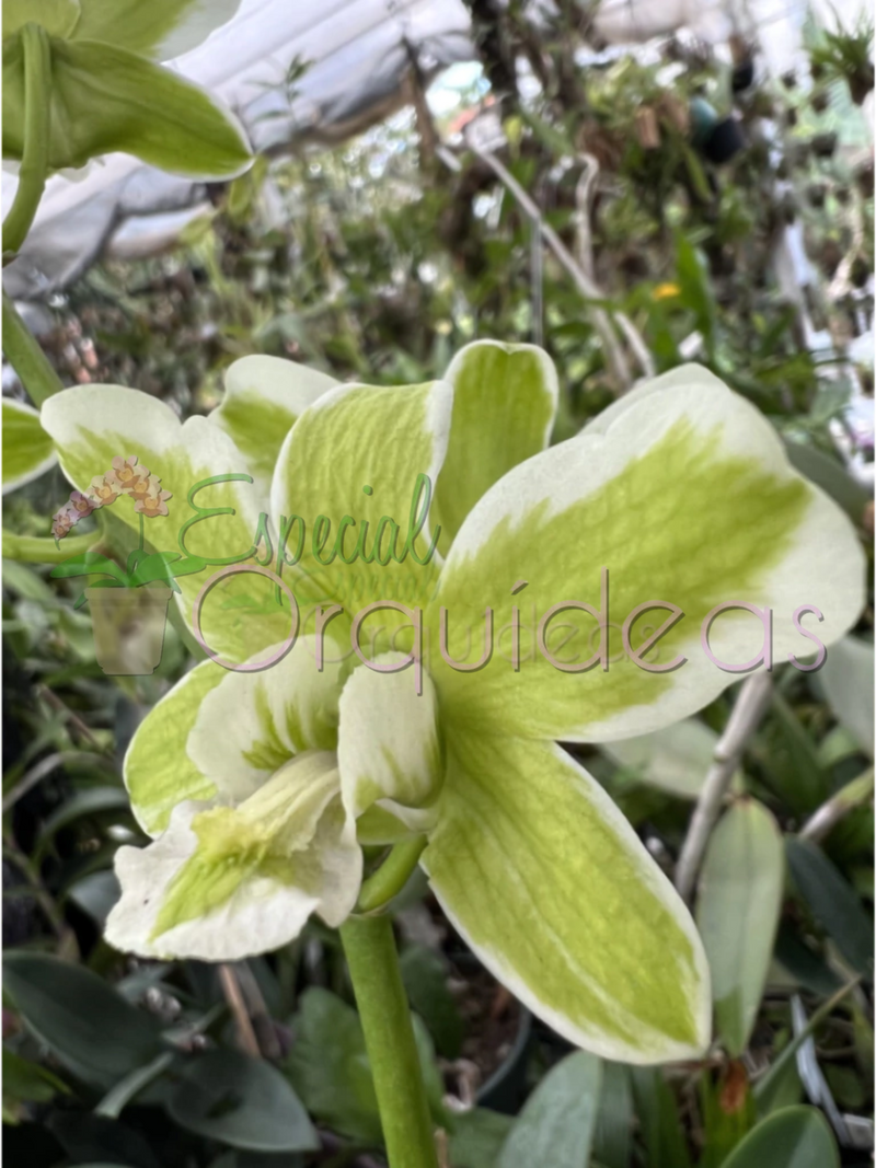 DENPHAL FLOR E VEGETAL VARIEGATA (PRÉ ADULTA)