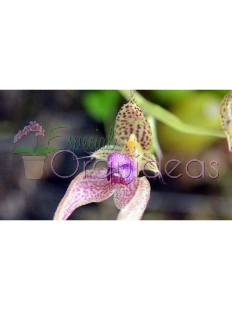 BULBOPHYLLUM KALIMPONG GUTTULATUM