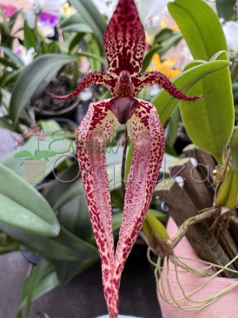 BULBOPHYLLUM LASIOCHILUM