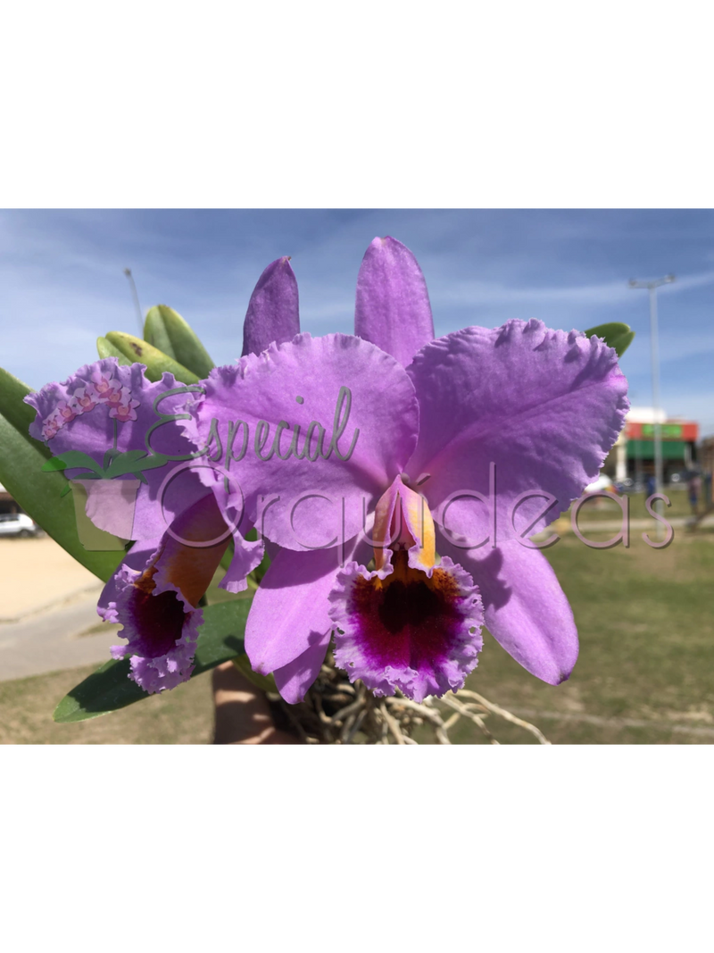 CATTLEYA PERCIVALIANA CARLA PORTO