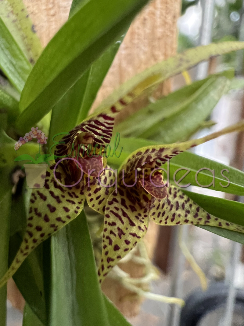 DRYADELLA ZEBRINA DE FLOR SENSACIONAL