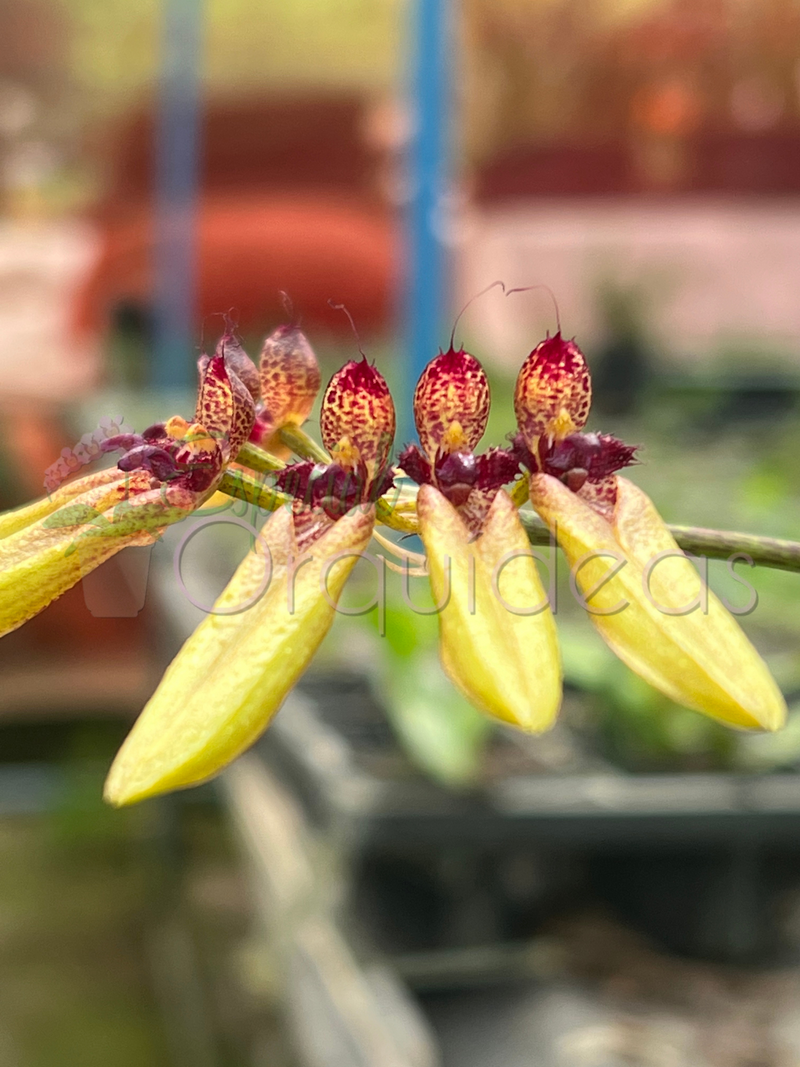 Bulbophyllum picturatum linda com carinha de inseto