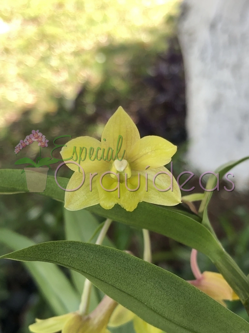 DENDROBIUM IONOPUS