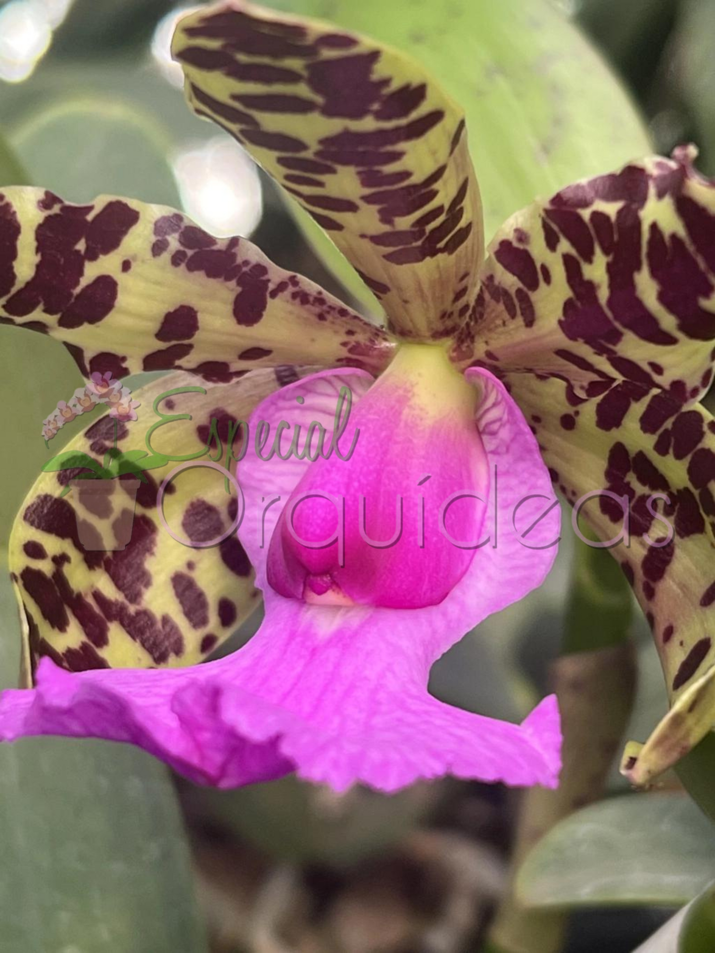 Cattleya aclandiae tipo (tom amarelado labelo pink)
