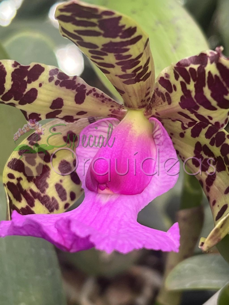 Cattleya aclandiae tipo (tom amarelado labelo pink)