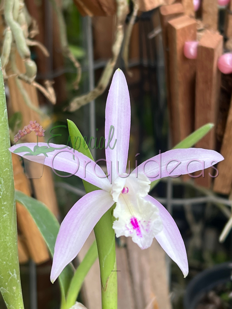 LAELIA SEM ID 1