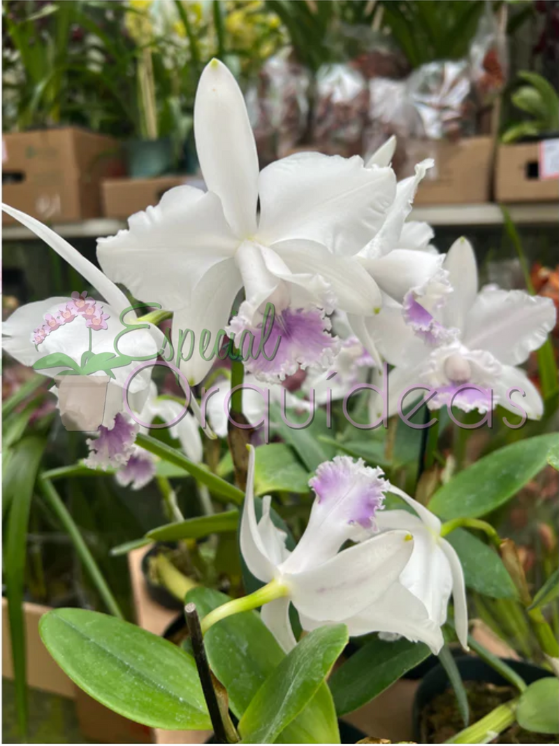 CATTLEYA DOLOSA COERULEA X C INTERMÉDIA COERULEA