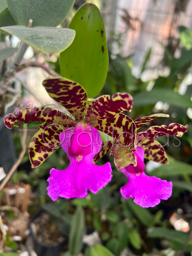 CATTLEYA ACLANDIAE AMARELADA COM LABELO ESCURO