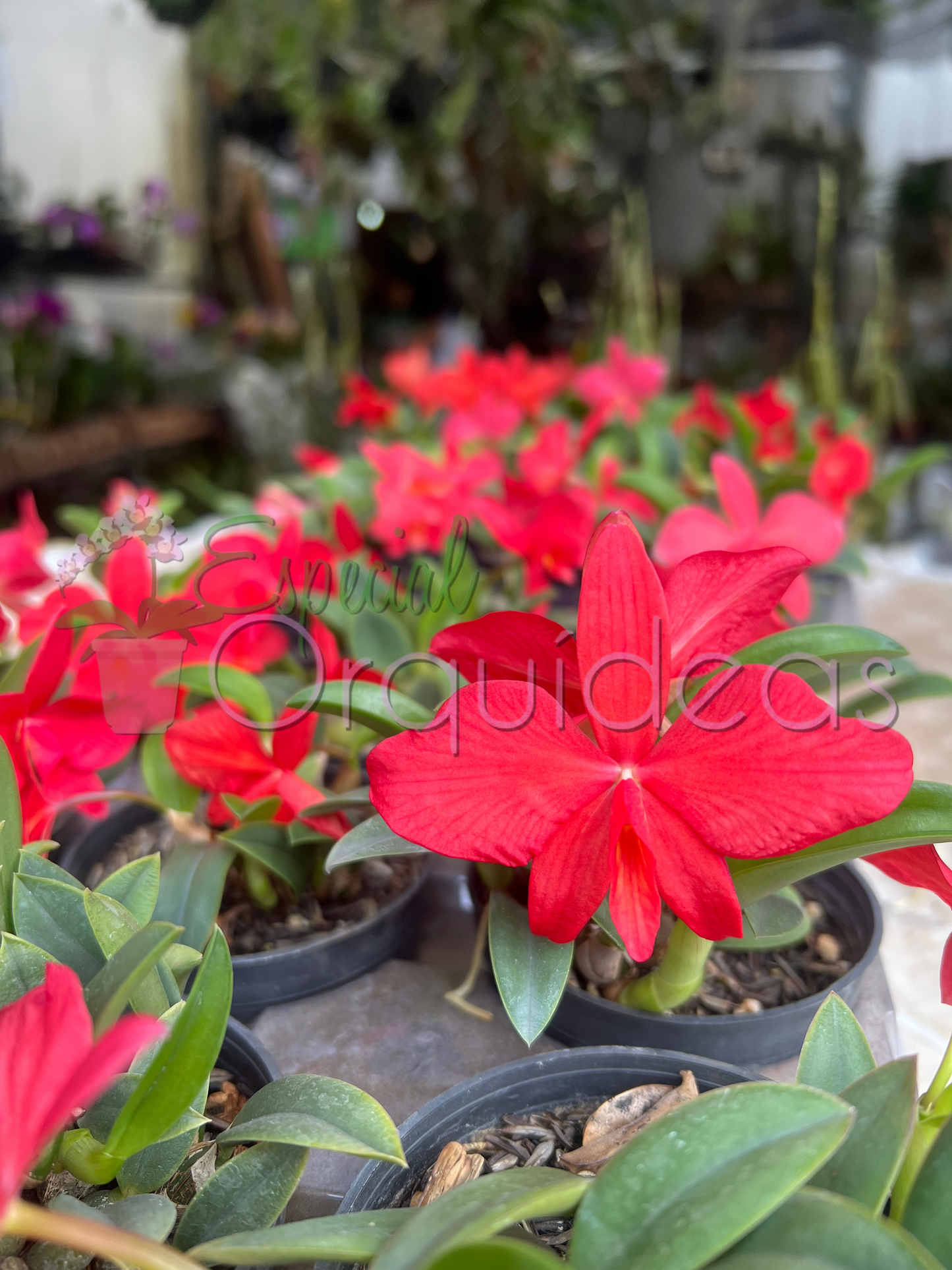 SOPHRONITIS BREVIPEDUNCULATA