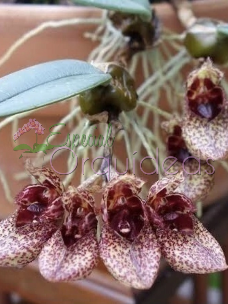 BULBOPHYLLUM FROST