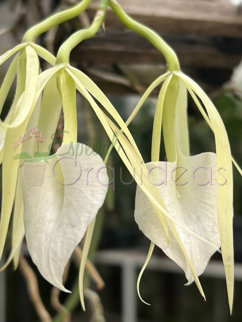 BRASSAVOLA NODOSA CACHEPO