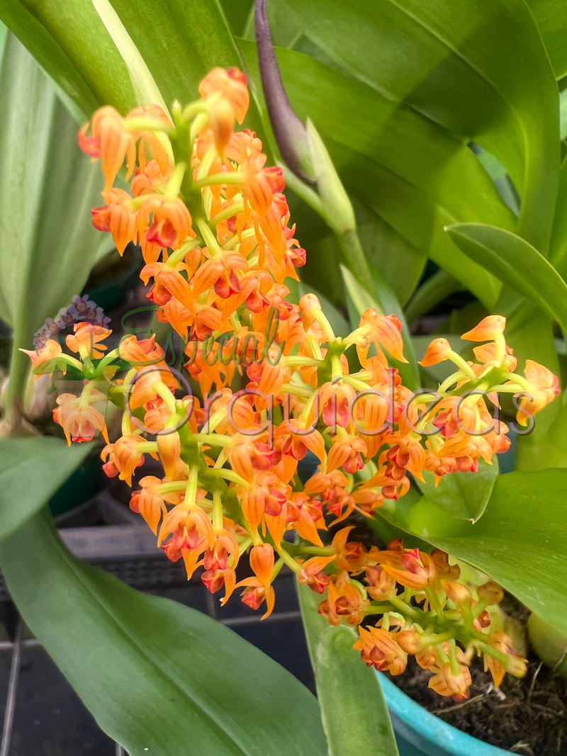 POLYSTACHIA PANICULATA (ADULTA)