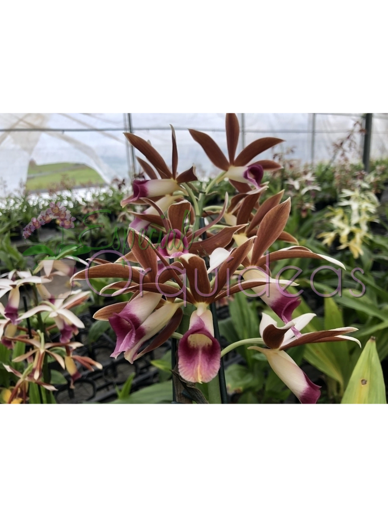 PHAIUS TANKERVILLEAE CAPUZ DE FREIRA