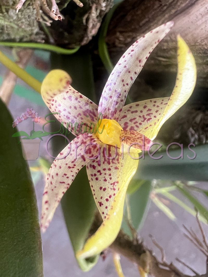 BULBOPHYLLUM BAILEY