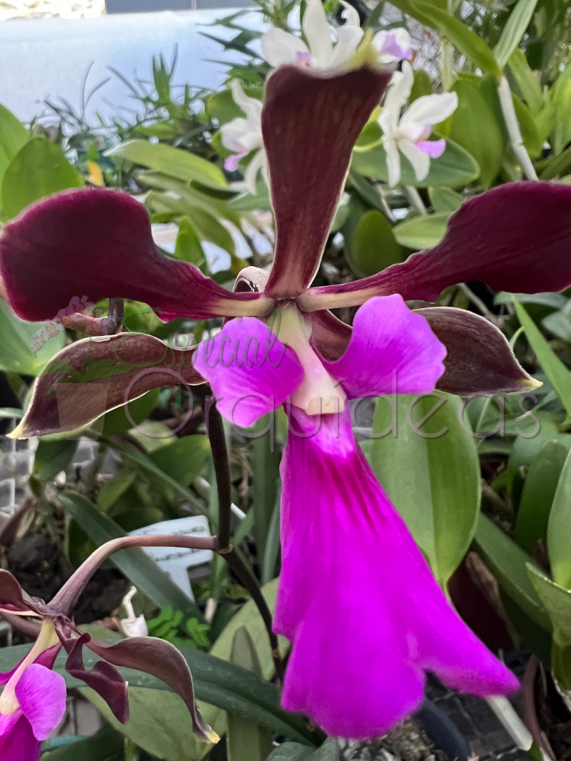 ENCYCLIA ATROPURPUREA X ADENOCAULA