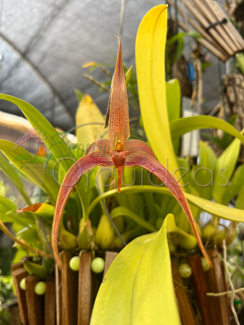 BULBOPHYLLUM JERSEY