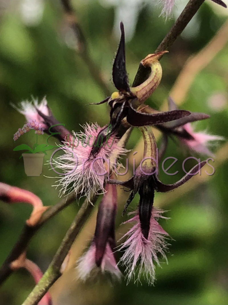 BULBOPHYLLUM MINIATUM