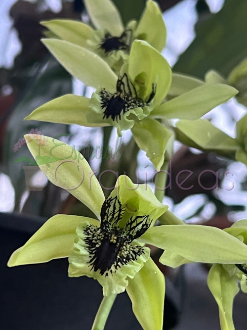 COELOGYNE PANDURATA