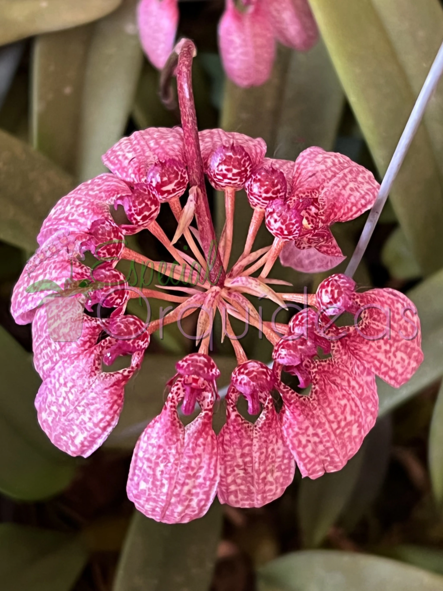 BULBOPHYLLUM EBERHARDTII