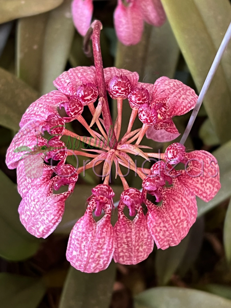 BULBOPHYLLUM EBERHARDTII