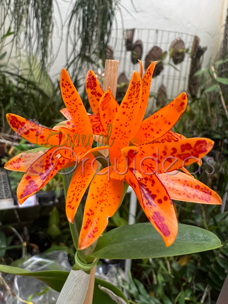 CATTLEYA AURANTIACA MICHIMA SPOTS