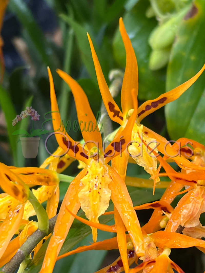 BRASSIA ORANGE DELIGHT