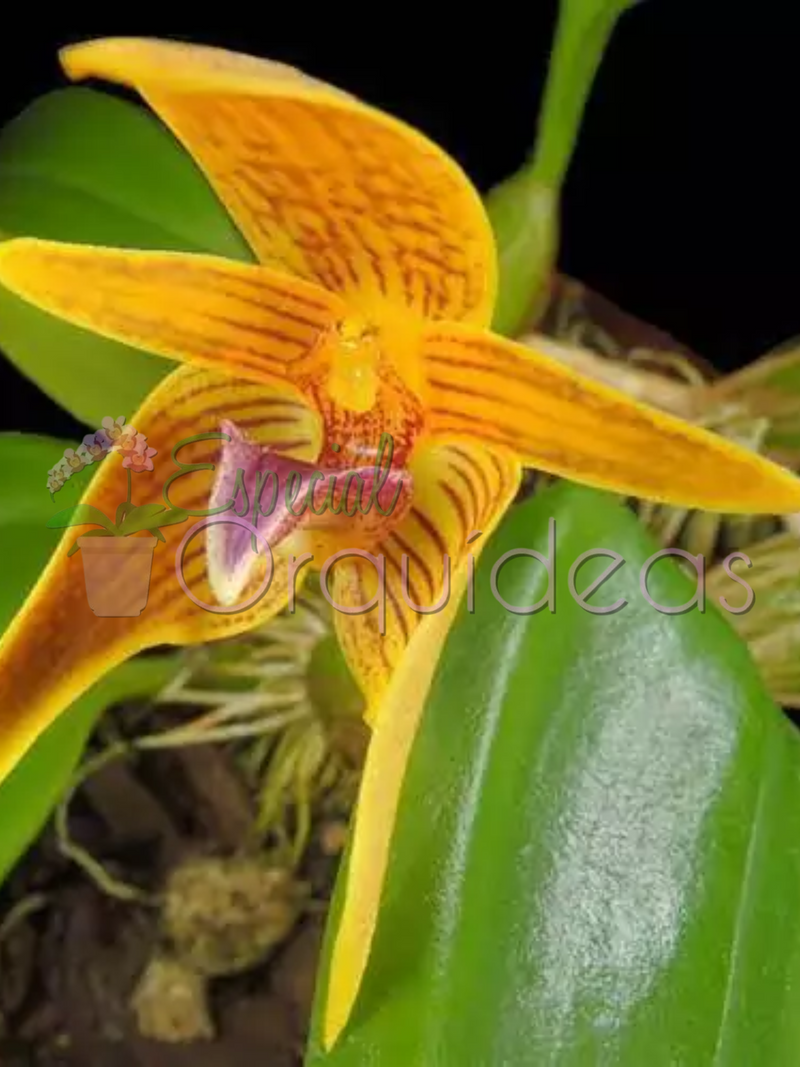 BULBOPHYLLUM SMITINANDII