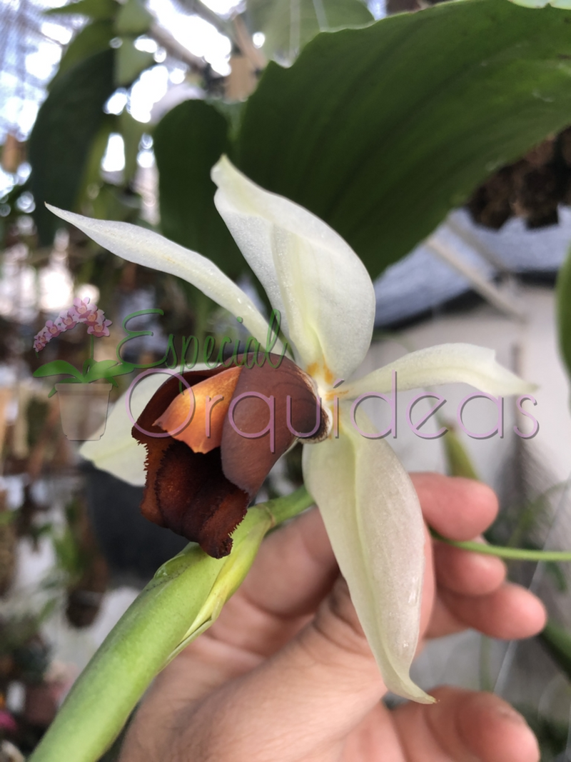 COELOGYNE USITANA + MUDA ADULTA DE BRINDE