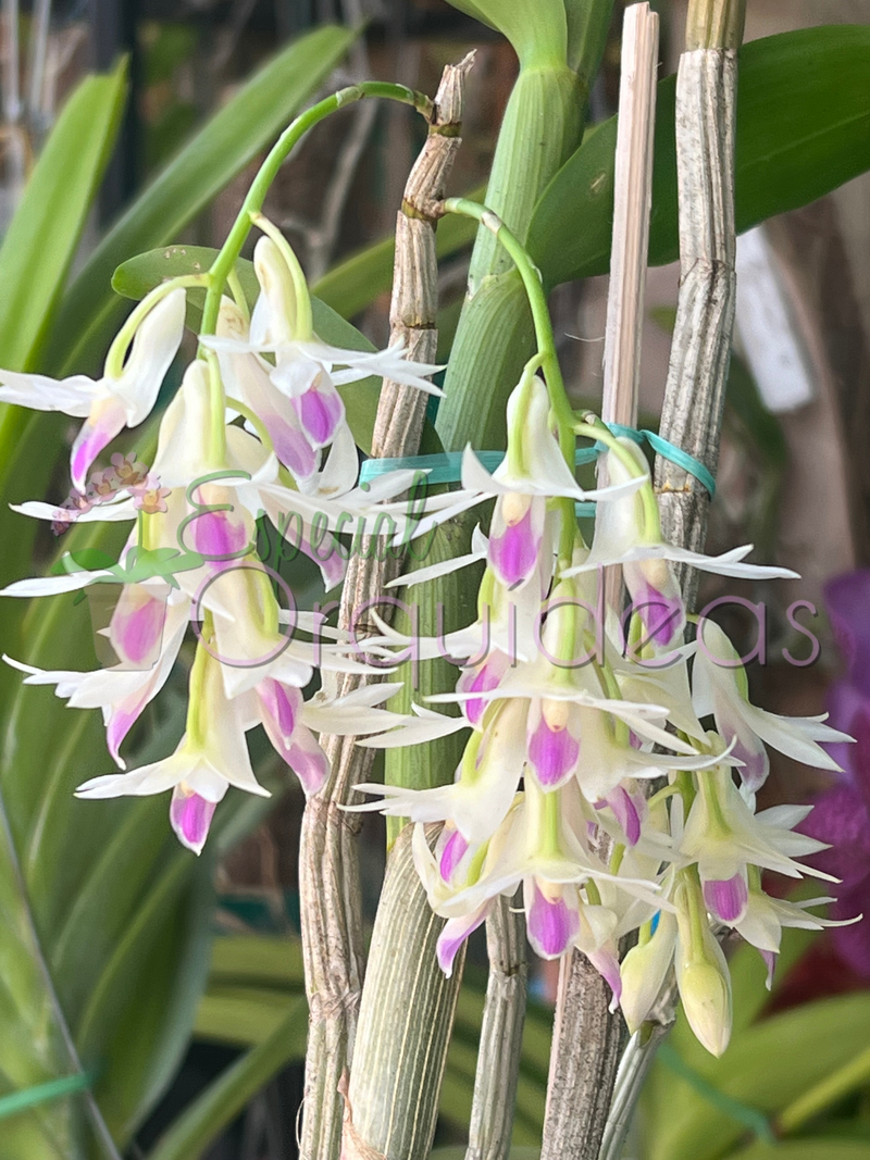 DENDROBIUM AMETISTOGLOSSUM