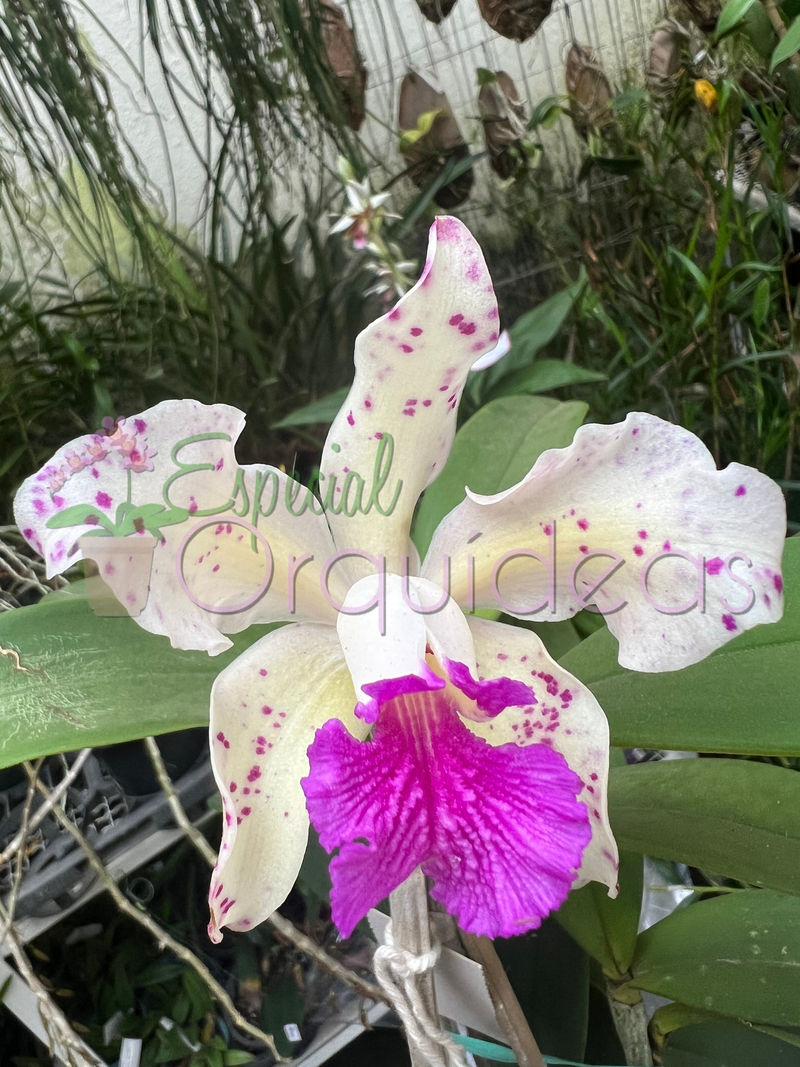 CATTLEYA AMETISTOGLOSSA S-A X C A TIPO