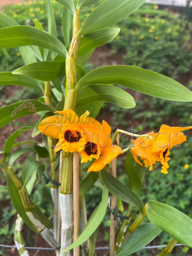 DENDROBIUM DENNEANUM